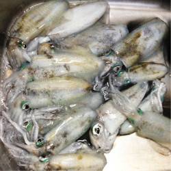 良サイズも混じり出しました。舞子エギング