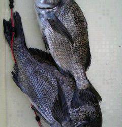 岸和田一文字　紀州釣りでチヌ〜39cm