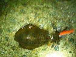 舞子エギング釣行、23時頃まで釣れ続けました