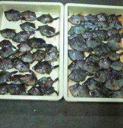 岸和田一文字　ムキエビのエサでカワハギ大漁釣果