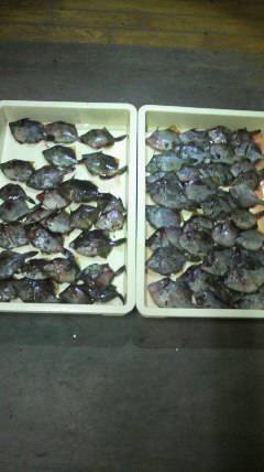 岸和田一文字　ムキエビのエサでカワハギ大漁…