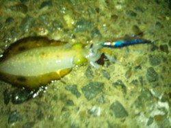 舞子エギング釣行、23時頃まで釣れ続けました