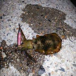 垂水漁港でエギング、1時間で10杯越え！