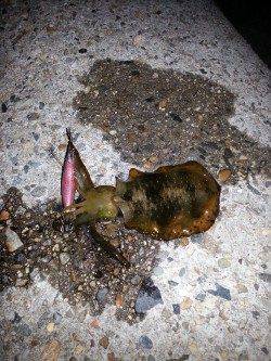 垂水漁港でエギング、1時間で10杯越え！