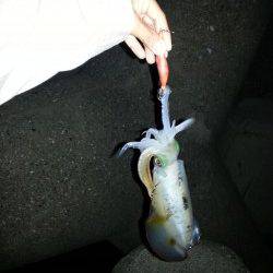 垂水漁港でエギング、1時間で10杯越え！