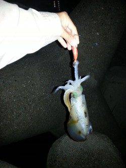 垂水漁港でエギング、1時間で10杯越え！