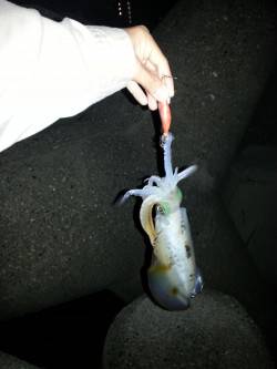 垂水漁港でエギング、1時間で10杯越え！