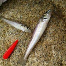 網干港へキス釣行　20㎝前後の良型で大満足！