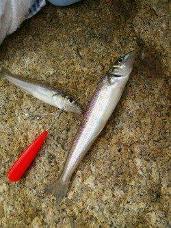 網干港へキス釣行　20㎝前後の良型で大満足！