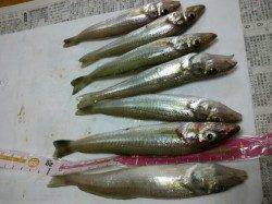 網干港へキス釣行　20㎝前後の良型で大満足！