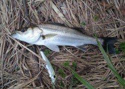 久々子　ルアーでシーバス多数ヒット！後エギングでアオリ＆コウイカ