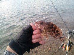 千里浜手前のワンドでフカセ釣り、ヘダイ・チヌ