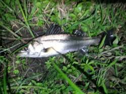 久々子　ルアーでシーバス多数ヒット！後エギ…