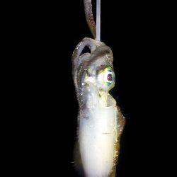 時合い突入で8連続HIT☆ 明石港でのエギング