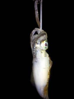 時合い突入で8連続HIT☆ 明石港でのエギ…