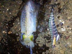 時合い突入で8連続HIT☆ 明石港でのエギング