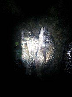 千里浜手前のワンドでフカセ釣り、ヘダイ・チヌ