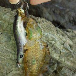 【まだリリースサイズでした】戸津井・小引でエギング