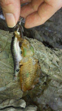 【まだリリースサイズでした】戸津井・小引でエギング