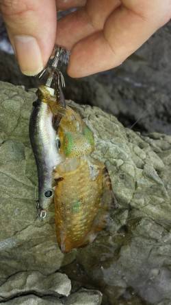 【まだリリースサイズでした】戸津井・小引で…