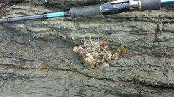 【まだリリースサイズでした】戸津井・小引でエギング