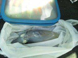 二見でデイエギング　低活性の中1パイ確保