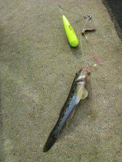 ハゼ2桁達成！泉佐野でのちょい投げ