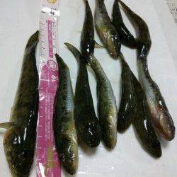 ハゼ2桁達成！泉佐野でのちょい投げ