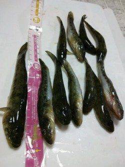 ハゼ2桁達成！泉佐野でのちょい投げ