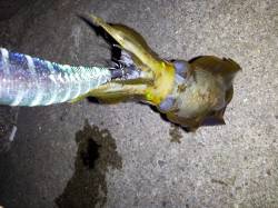 明石港、コロッケ2杯トンカツ5杯