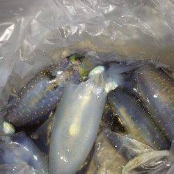 明石港、コロッケ2杯トンカツ5杯