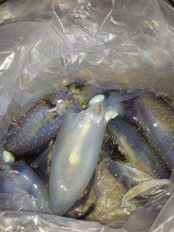 明石港、コロッケ2杯トンカツ5杯