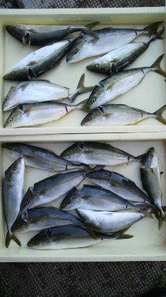 沖一文字北ではのませでツバスが好調でした♪