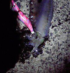 伊根エリア　新井崎でのエギング釣果