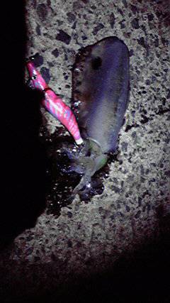 伊根エリア　新井崎でのエギング釣果