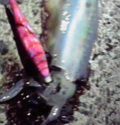 伊根エリア　新井崎でのエギング釣果