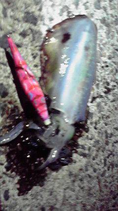 伊根エリア　新井崎でのエギング釣果