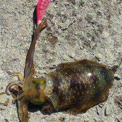 林崎漁港　台風後で釣りにくい中でのエギング
