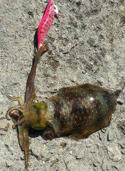 林崎漁港　台風後で釣りにくい中でのエギング