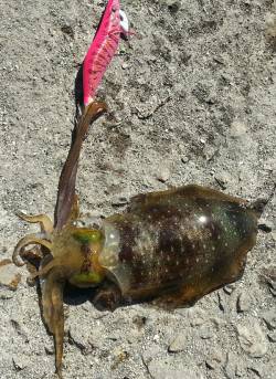林崎漁港　台風後で釣りにくい中でのエギング…