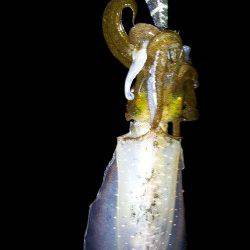 アジュール舞子～西舞子　ナイトエギングでアオリイカの数釣り☆