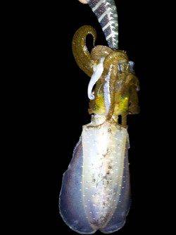 アジュール舞子～西舞子　ナイトエギングでアオリイカの数釣り☆