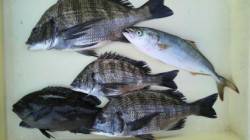 旧一文字赤灯内向き、紀州釣りでチヌ・グレ・…