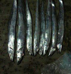 岸和田一文字　タチウオの釣果上向きです☆