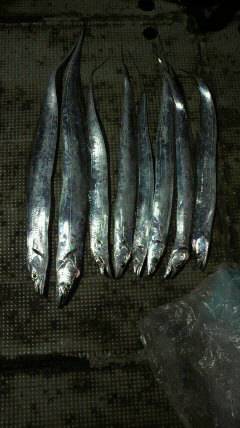 岸和田一文字　タチウオの釣果上向きです☆