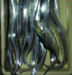 岸和田一文字　タチウオの釣果上向きです☆