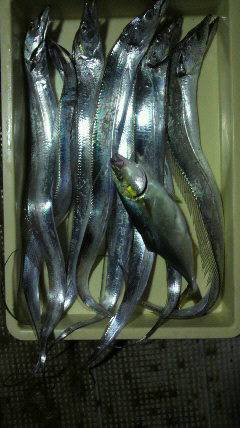 岸和田一文字　タチウオの釣果上向きです☆