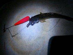 泉佐野見出川河口、潮が動き出すとついに本命ハゼが！