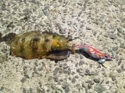 二見でデイエギング　低活性の中1パイ確保