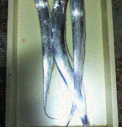 岸和田一文字　胴突でカワハギ＆サンマの餌でタチウオ